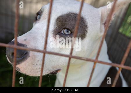 Nahaufnahme des Mauls eines Pitbull Terriers in einem Gehege. Ein Hund einer kämpfenden Rasse sieht mit traurigen Augen in einem Gehege aus. Stockfoto