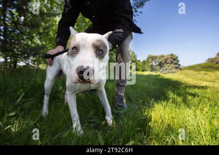 Pit Bullterrier für einen Spaziergang auf dem grünen Rasen. Ein Kampfhund schaut in die Kamera. Stockfoto