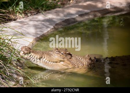 Süßwasserkrokodile sind grau oder olivbraun mit zerklüfteten dunklen Flecken. Ein Süßwasserkrokodil kann dadurch von einem Mündungskrokodil unterschieden werden Stockfoto