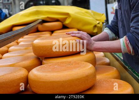 Ganzkäse zum Verkauf auf dem Käsemarkt in Gouda, Niederlande Stockfoto