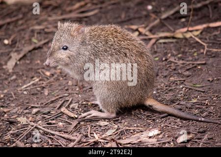 Langnasen-Potoroos haben eine lange Nase, die sich mit einem kleinen Hautfleck von der Schnauze bis zur Nase verjüngt. Stockfoto