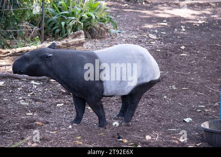 Die Vorderseite und der schwarze oder malaysische Tapir sind schwarz und die Mitte weiß. Die Nase und die Lippe werden verlängert, um eine kurze Schnauze zu bilden. Stockfoto