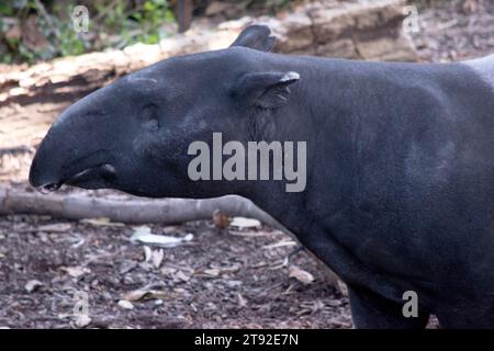 Die Vorderseite und der schwarze oder malaysische Tapir sind schwarz und die Mitte weiß. Die Nase und die Lippe werden verlängert, um eine kurze Schnauze zu bilden. Stockfoto