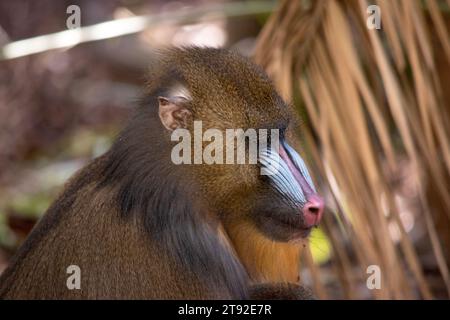 Der Mandrill hat dicke, violette und blaue Rillen entlang der Nase, rote Lippen und Nase und einen goldenen Bart. Stockfoto