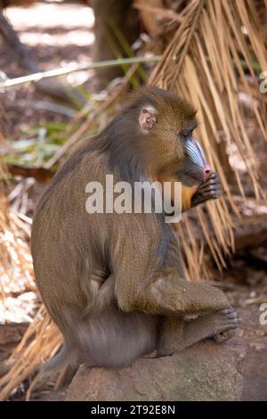 Der Mandrill hat dicke, violette und blaue Rillen entlang der Nase, rote Lippen und Nase und einen goldenen Bart. Stockfoto