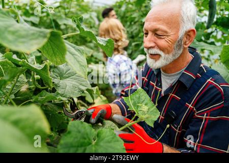 Ein Team aus multikulturellen männlichen und weiblichen Landwirten, die in ökologischem Landbau ernten und arbeiten Stockfoto