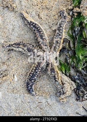 Seesterne am Strand in County Donegal, Irland. Stockfoto