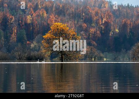 Planinsko polje in Slowenien, typisches Karstfeld im Herbst überschwemmt, Bäume, Straßen und Felder unter Wasser, Schwäne schwimmen auf einem ruhigen Wasser Stockfoto