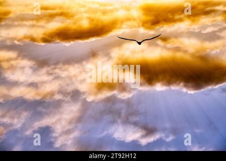 Eine Vogelsilhouette erhebt sich bei Sonnenuntergang über den bunten Wolken Stockfoto