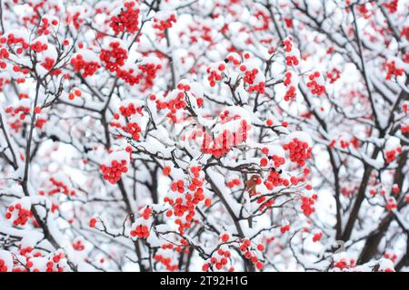 Red Rowan Beries Bedeckt Schnee. Zweige eines vogelbaums mit Reifen roten Beeren im Schnee. Stockfoto