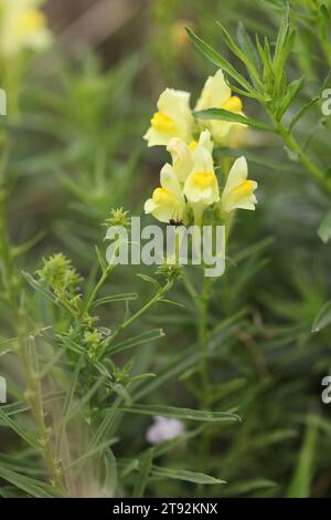 Gewöhnliche toadflax-gelbe Blüten im Gras im Garten Stockfoto