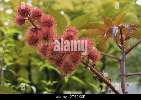 Die Früchte der Rizinusbohnen- oder Rizinusölpflanze Ricinus communis, Euphorbiaceae Stockfoto
