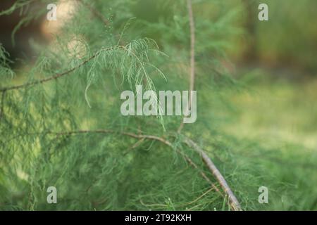 Muster von grünem Gras und Ästen im Sommergarten mit Kopierraum Stockfoto