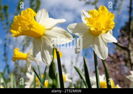 Narcissus cyclamineus wisley, Narzissen wisley, Narcissus wisley, lange, gelbe, trichterförmige Trompeten, weiße Blütenblätter Stockfoto