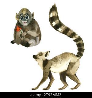 Set mit Aquarellabbildungen. Ein Affe mit einer Blume in der Pfote und ein Lemur mit gestreiftem Schwanz sind handgezeichnet in Aquarell. Stockfoto