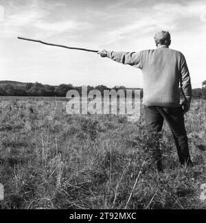 Beagling Jagd Hasen und Kaninchen UK. Dummer Beagles. Der Hase ist ein Territorium und verläuft oft in einem groben Kreis. Ein wohlbekanntes und wahrhaftiges Sprichwort bei der Hasenjagdbrüderschaft lautet: "Der erste wird der Letzte sein, der Letzte zuerst". Court Hayes Farm, Wyck Beacon, Gloucestershire. 2002, 2000ER, UK HOMER SYKES Stockfoto