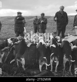 Beagling Jagd Hasen und Kaninchen UK. Die Dummer Beagles am Ende des Tages, sehr erschöpft und durstige Beagles trinken aus einem Rindertrog. Manor Farm, Upper Slaughter, Gloucestershire. England 2002, 2000er Jahre HOMER SYKES. Stockfoto