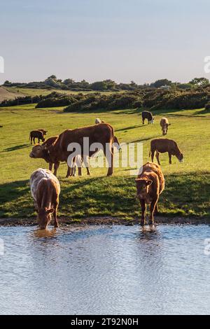 Rinder trinken und weiden um einen Tauteich am Ditchling Beacon in den South Downs Stockfoto