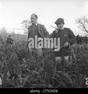 Beagling Jagd Hasen und Kaninchen UK. Die Dummer Beagles jagen Hasen und Kaninchen, Follower folgen zu Fuß - zu Fuß. Steven Duckmanton mit Jagdhorn und Peitsche, bei einer Keulung. Icomb, Gloucestershire, England 2002 2000er Jahre HOMER SYKES Stockfoto