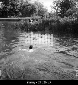 Nerzjagd Großbritannien. Die Valley Minkhounds, Whipper-in, Simon Haines, schwimmen über den Fluss Kennet und folgen den Hunden, die ihren Steinbruch verfolgen. In Der Nähe Von Aldermaston, Berkshire. 2002, 2000er England HOMER SYKES Stockfoto