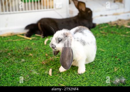 Weißes Faltohr-Kaninchen mit langen grauen Ohren und schwarzem Kaninchen in Zoogehege. Nahaufnahme Stockfoto