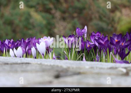 Krokusse Stockfoto