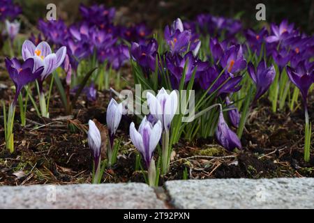 Krokusse Stockfoto