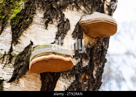 stachelpilz wächst auf einem Baumstamm. Naturholzpilz. Pilze wachsen auf einer Birke Stockfoto