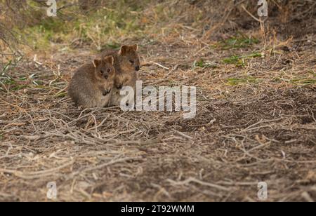 Zwei Quokkas im Schatten auf Rottnest Island Stockfoto