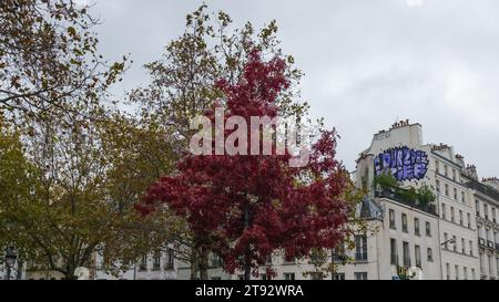 Paris, Frankreich, 2023. Ein wunderschöner roter Ahorn (Acer rubrum) an einem regnerischen Herbsttag, Place de la Bastille Stockfoto