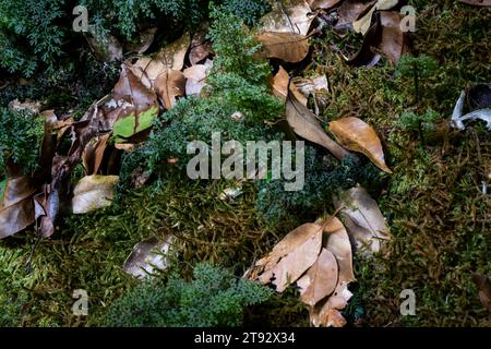 Thailand. November 2023. Moos und Blätter bedecken den Pfad in der Nähe des Gipfels des Doi Ithanon, Thailands höchstem Gipfel, in Chiang Mai, Thailand. Das tägliche Leben um Doi Ithanon in Chiang Mai, Thailand, während die thailändische Regierung auf Wachstum im internationalen Tourismusmarkt dringt und kürzlich Programme zur visumfreien Einreise in das Königreich für internationale Touristen aus Russland, China und Indien eingeführt hat. Quelle: Matt Hunt/Neato/Alamy Live News Stockfoto