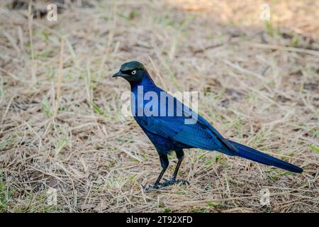 Rueppells Glossy Starling Bird in Masai Mara Kenia Afrika Stockfoto