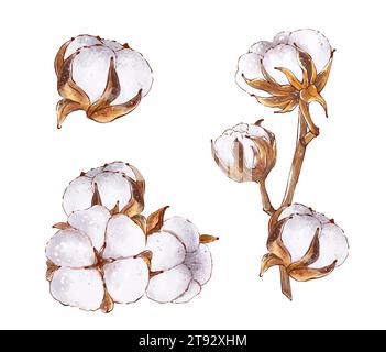 Set Baumwollblumen, Aquarell Clipart. Flauschige Baumwollköpfe und Zweige, handgezeichnete Illustration im Skizzenstil, isoliert. Drucken für Design von PA Stockfoto