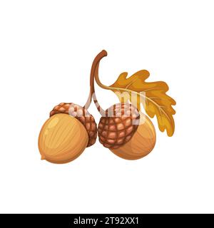 Zeichentrick-Eicheln mit trockenem Blatt am Stiel, kleine, nussartige Samen von Eichenbäumen, haben eine Kappe und sind in Brauntönen erhältlich. Isoliertes Vektor gefallenes Laub, Waldpflanze, symbolisiert Wachstum, Zyklus des Lebens Stock Vektor