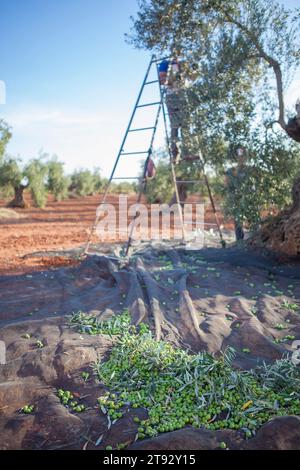 Oliven-Sammelnetz. Arbeiter pflücken Oliven auf der Leiter im Hintergrund Stockfoto