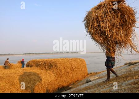 Kazipur, Sirajganj, Bangladesch. November 2023. Die Arbeiter trockneten Rohrstroh entlang des Yamuna-Flusses in Sirajganj, Bangladesch. Paddy Stroh ist ein Nebenprodukt für Landwirte und sie verkaufen es an Großhändler für 5 bis 7 US-Dollar pro 100 kg. Das Stroh wird dann von den Großhändlern für zwischen 8 und 10 US-Dollar verkauft. Die Landwirte verwenden Heu als Futter und Einstreu für ihre Viehzucht. Stroh wird für verschiedene andere Zwecke verwendet, darunter für Haustüren und eine Form von Biokraftstoff. Quelle: ZUMA Press, Inc./Alamy Live News Stockfoto