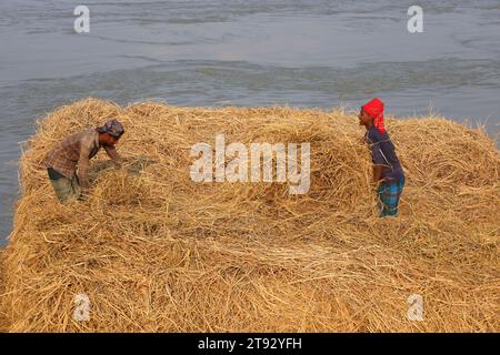 Kazipur, Sirajganj, Bangladesch. November 2023. Die Arbeiter trockneten Rohrstroh entlang des Yamuna-Flusses in Sirajganj, Bangladesch. Paddy Stroh ist ein Nebenprodukt für Landwirte und sie verkaufen es an Großhändler für 5 bis 7 US-Dollar pro 100 kg. Das Stroh wird dann von den Großhändlern für zwischen 8 und 10 US-Dollar verkauft. Die Landwirte verwenden Heu als Futter und Einstreu für ihre Viehzucht. Stroh wird für verschiedene andere Zwecke verwendet, darunter für Haustüren und eine Form von Biokraftstoff. Quelle: ZUMA Press, Inc./Alamy Live News Stockfoto