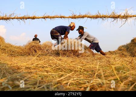 Kazipur, Sirajganj, Bangladesch. November 2023. Die Arbeiter trockneten Rohrstroh entlang des Yamuna-Flusses in Sirajganj, Bangladesch. Paddy Stroh ist ein Nebenprodukt für Landwirte und sie verkaufen es an Großhändler für 5 bis 7 US-Dollar pro 100 kg. Das Stroh wird dann von den Großhändlern für zwischen 8 und 10 US-Dollar verkauft. Die Landwirte verwenden Heu als Futter und Einstreu für ihre Viehzucht. Stroh wird für verschiedene andere Zwecke verwendet, darunter für Haustüren und eine Form von Biokraftstoff. Quelle: ZUMA Press, Inc./Alamy Live News Stockfoto