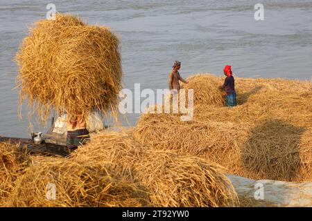 Kazipur, Sirajganj, Bangladesch. November 2023. Die Arbeiter trockneten Rohrstroh entlang des Yamuna-Flusses in Sirajganj, Bangladesch. Paddy Stroh ist ein Nebenprodukt für Landwirte und sie verkaufen es an Großhändler für 5 bis 7 US-Dollar pro 100 kg. Das Stroh wird dann von den Großhändlern für zwischen 8 und 10 US-Dollar verkauft. Die Landwirte verwenden Heu als Futter und Einstreu für ihre Viehzucht. Stroh wird für verschiedene andere Zwecke verwendet, darunter für Haustüren und eine Form von Biokraftstoff. Quelle: ZUMA Press, Inc./Alamy Live News Stockfoto