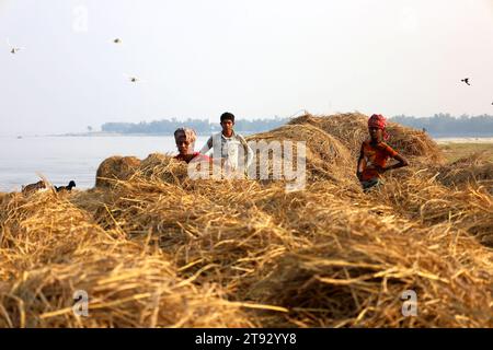 Kazipur, Sirajganj, Bangladesch. November 2023. Die Arbeiter trockneten Rohrstroh entlang des Yamuna-Flusses in Sirajganj, Bangladesch. Paddy Stroh ist ein Nebenprodukt für Landwirte und sie verkaufen es an Großhändler für 5 bis 7 US-Dollar pro 100 kg. Das Stroh wird dann von den Großhändlern für zwischen 8 und 10 US-Dollar verkauft. Die Landwirte verwenden Heu als Futter und Einstreu für ihre Viehzucht. Stroh wird für verschiedene andere Zwecke verwendet, darunter für Haustüren und eine Form von Biokraftstoff. Quelle: ZUMA Press, Inc./Alamy Live News Stockfoto