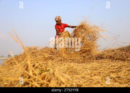 Kazipur, Sirajganj, Bangladesch. November 2023. Die Arbeiter trockneten Rohrstroh entlang des Yamuna-Flusses in Sirajganj, Bangladesch. Paddy Stroh ist ein Nebenprodukt für Landwirte und sie verkaufen es an Großhändler für 5 bis 7 US-Dollar pro 100 kg. Das Stroh wird dann von den Großhändlern für zwischen 8 und 10 US-Dollar verkauft. Die Landwirte verwenden Heu als Futter und Einstreu für ihre Viehzucht. Stroh wird für verschiedene andere Zwecke verwendet, darunter für Haustüren und eine Form von Biokraftstoff. Quelle: ZUMA Press, Inc./Alamy Live News Stockfoto