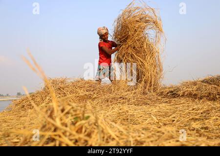 Kazipur, Sirajganj, Bangladesch. November 2023. Die Arbeiter trockneten Rohrstroh entlang des Yamuna-Flusses in Sirajganj, Bangladesch. Paddy Stroh ist ein Nebenprodukt für Landwirte und sie verkaufen es an Großhändler für 5 bis 7 US-Dollar pro 100 kg. Das Stroh wird dann von den Großhändlern für zwischen 8 und 10 US-Dollar verkauft. Die Landwirte verwenden Heu als Futter und Einstreu für ihre Viehzucht. Stroh wird für verschiedene andere Zwecke verwendet, darunter für Haustüren und eine Form von Biokraftstoff. Quelle: ZUMA Press, Inc./Alamy Live News Stockfoto