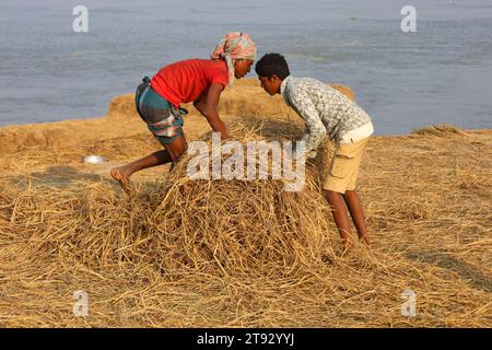 Kazipur, Sirajganj, Bangladesch. November 2023. Die Arbeiter trockneten Rohrstroh entlang des Yamuna-Flusses in Sirajganj, Bangladesch. Paddy Stroh ist ein Nebenprodukt für Landwirte und sie verkaufen es an Großhändler für 5 bis 7 US-Dollar pro 100 kg. Das Stroh wird dann von den Großhändlern für zwischen 8 und 10 US-Dollar verkauft. Die Landwirte verwenden Heu als Futter und Einstreu für ihre Viehzucht. Stroh wird für verschiedene andere Zwecke verwendet, darunter für Haustüren und eine Form von Biokraftstoff. Quelle: ZUMA Press, Inc./Alamy Live News Stockfoto