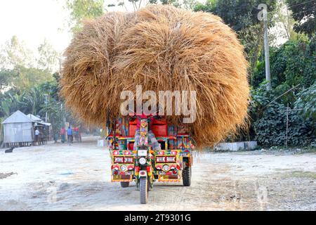 Kazipur, Sirajganj, Bangladesch. November 2023. Fahrer transportieren Reisstroh in kleinen Lastwagen in Kazipur Upazila, Bezirk Sirajganj, Bangladesch. Paddy Stroh ist ein Nebenprodukt für Landwirte und sie verkaufen es an Großhändler für 5 bis 7 US-Dollar pro 100 kg. Das Stroh wird dann von den Großhändlern für zwischen 8 und 10 US-Dollar verkauft. Die Landwirte verwenden Heu als Futter und Einstreu für ihre Viehzucht. Stroh wird für verschiedene andere Zwecke verwendet, darunter für Haustüren und eine Form von Biokraftstoff. Quelle: ZUMA Press, Inc./Alamy Live News Stockfoto