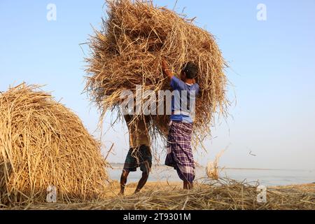 Kazipur, Sirajganj, Bangladesch. November 2023. Die Arbeiter trockneten Rohrstroh entlang des Yamuna-Flusses in Sirajganj, Bangladesch. Paddy Stroh ist ein Nebenprodukt für Landwirte und sie verkaufen es an Großhändler für 5 bis 7 US-Dollar pro 100 kg. Das Stroh wird dann von den Großhändlern für zwischen 8 und 10 US-Dollar verkauft. Die Landwirte verwenden Heu als Futter und Einstreu für ihre Viehzucht. Stroh wird für verschiedene andere Zwecke verwendet, darunter für Haustüren und eine Form von Biokraftstoff. Quelle: ZUMA Press, Inc./Alamy Live News Stockfoto