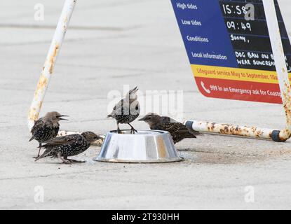 Europäischer Starling Sturnus vulgaris, Jungtiere trinken aus der Hundewasserschale an der Küstenpromenade, an heißen Sommertagen, Cleveland, England, Großbritannien, August Stockfoto