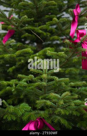 Tauchen Sie ein in die natürliche Schönheit der fokussierten Tannenzweige, die dezent mit zarten rosa Bändern verziert sind. Diese zauberhafte Szene fängt die ess ein Stockfoto