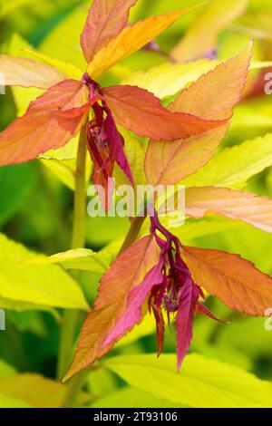 Japanische Spiraea japonica „Goldflamme“, Nahaufnahme, Blätter, Spiraea „Goldflamme“ im Frühling, Farbe Stockfoto