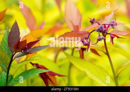 Bud, Blätter, Spiraea japonica 'Goldflamme', Goldgelb, Frühling, Anlage Stockfoto