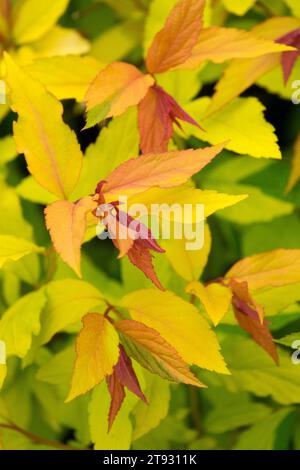 Japanisch, Spiraea japonica „Goldflamme“, Blätter Stockfoto